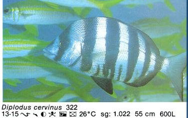 Diplodus cervinus